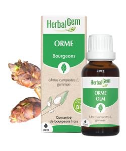 Orme (Ulmus Campestris) bourgeon BIO, 30 ml